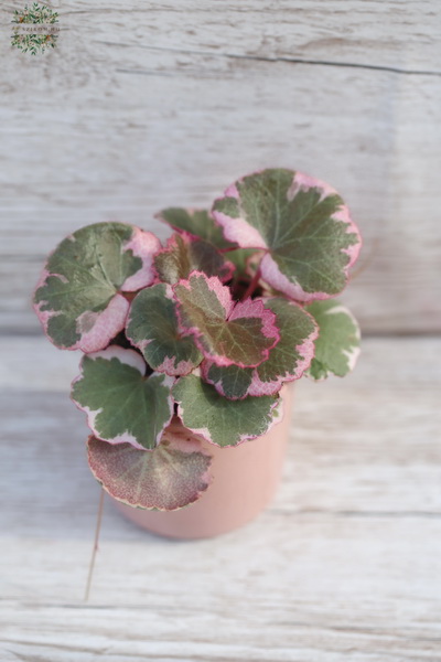 Blumenlieferung nach Budapest - kleiner Saxifraga Tricolor im Topf