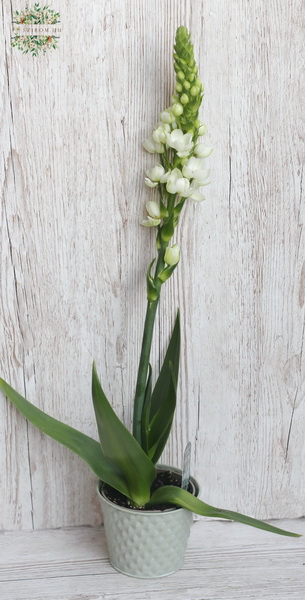 Blumenlieferung nach Budapest - Ornithogalum im Topf