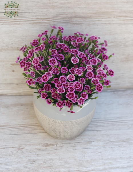 flower delivery Budapest - Carnation with pot