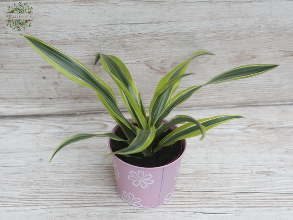 Virágküldés Budapest - Dracena deremensis kaspóban