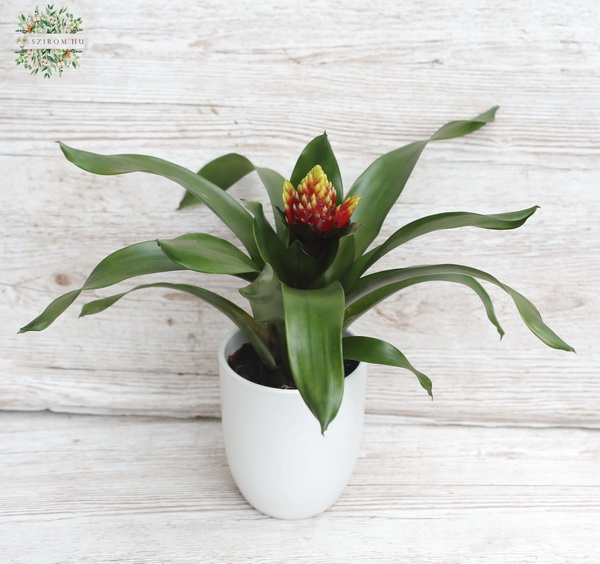 flower delivery Budapest - Bromelia in pot