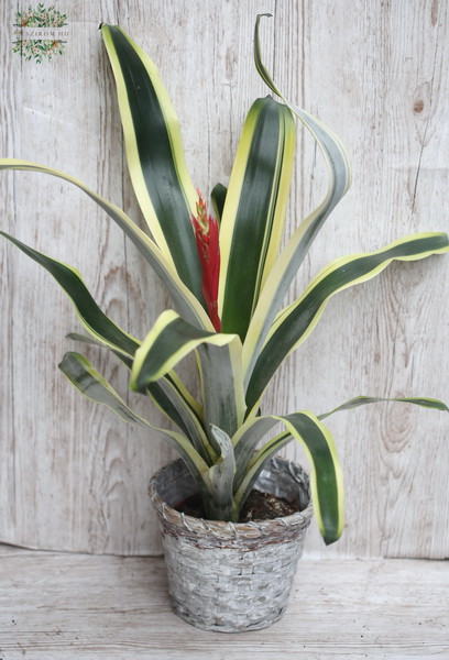 flower delivery Budapest - Bromeliad with colorful leaves