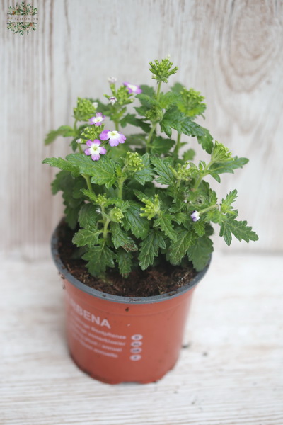 Blumenlieferung nach Budapest - Verbena (Balkonpflanze)