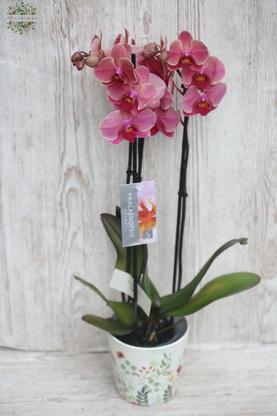 flower delivery Budapest - salmon colored Phalaenosis orchide in pot