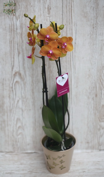 Blumenlieferung nach Budapest - orangefarbene Hell-Pink Phalaenopsis-Orchidee im Topf