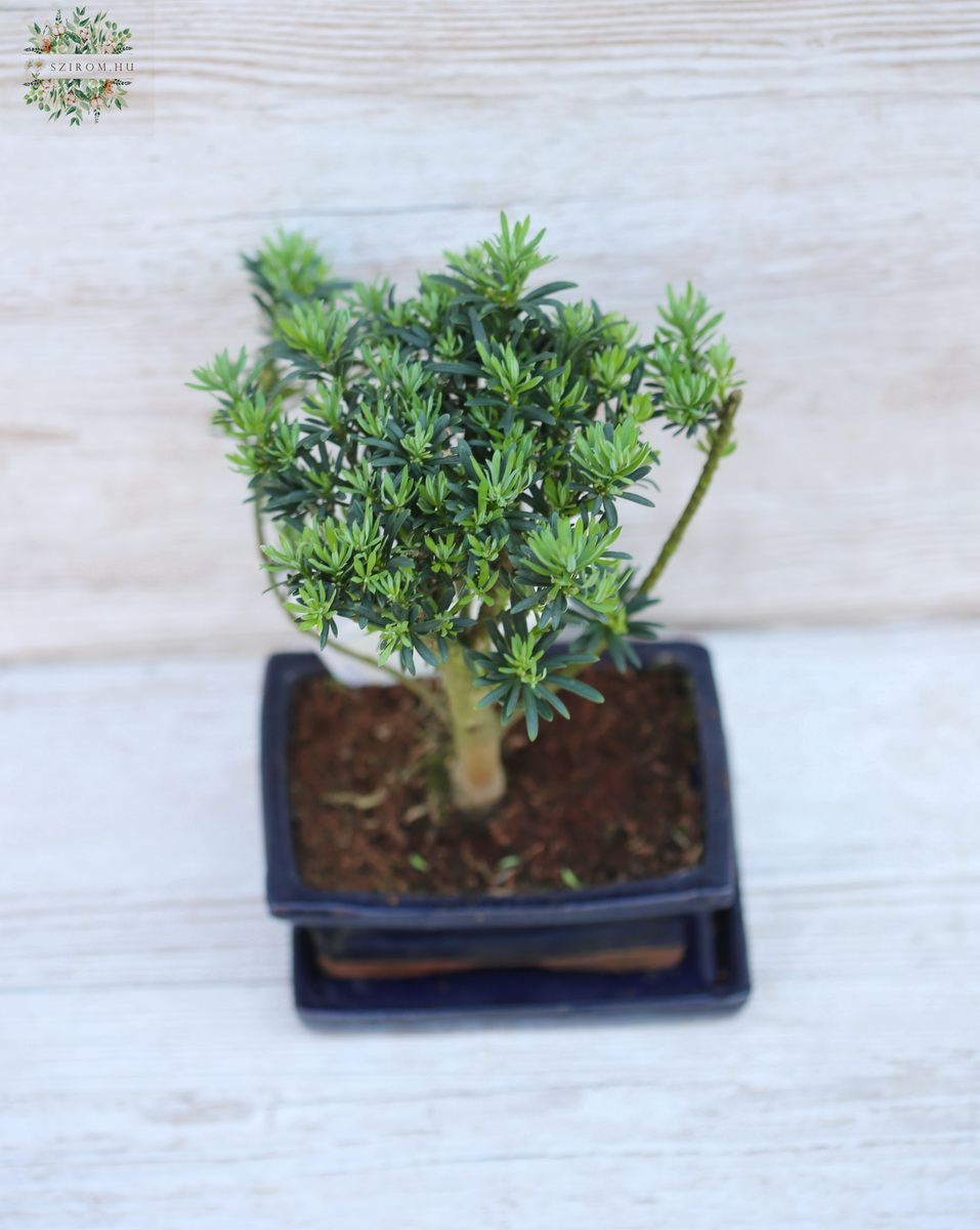 Blumenlieferung nach Budapest - Bonsai aus Keramik