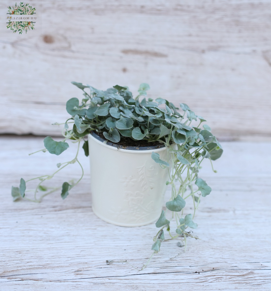 flower delivery Budapest - Dichondra in pot