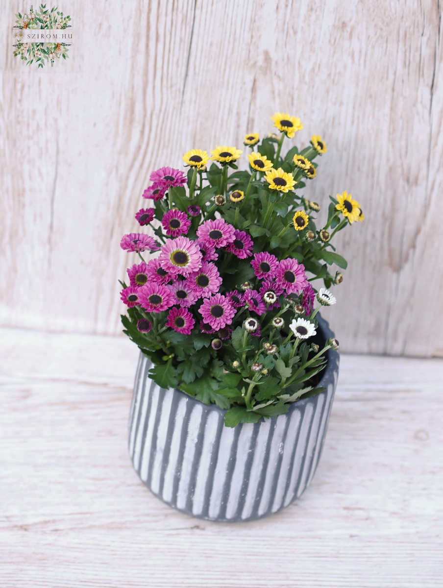 Blumenlieferung nach Budapest - Chrysantheme im Topf