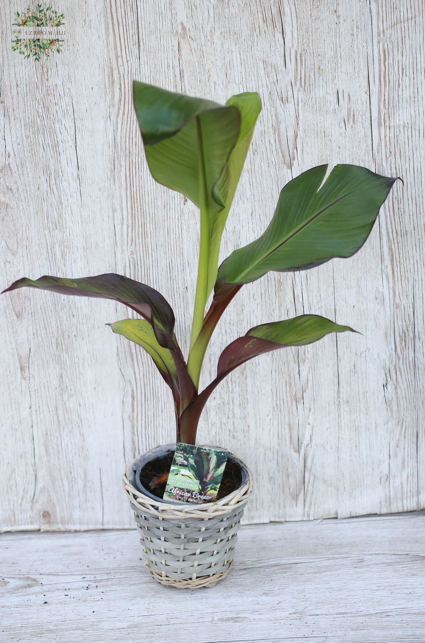 Blumenlieferung nach Budapest - Ensete Ventricosum - Maurelii  Banana im Topf