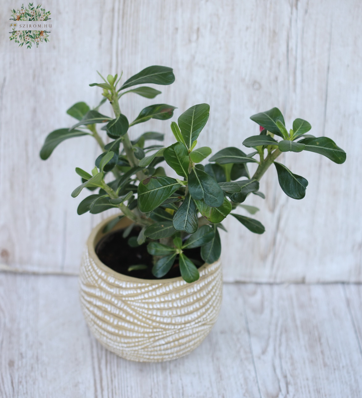 Blumenlieferung nach Budapest - Adenium obesum Anouk - in Topf