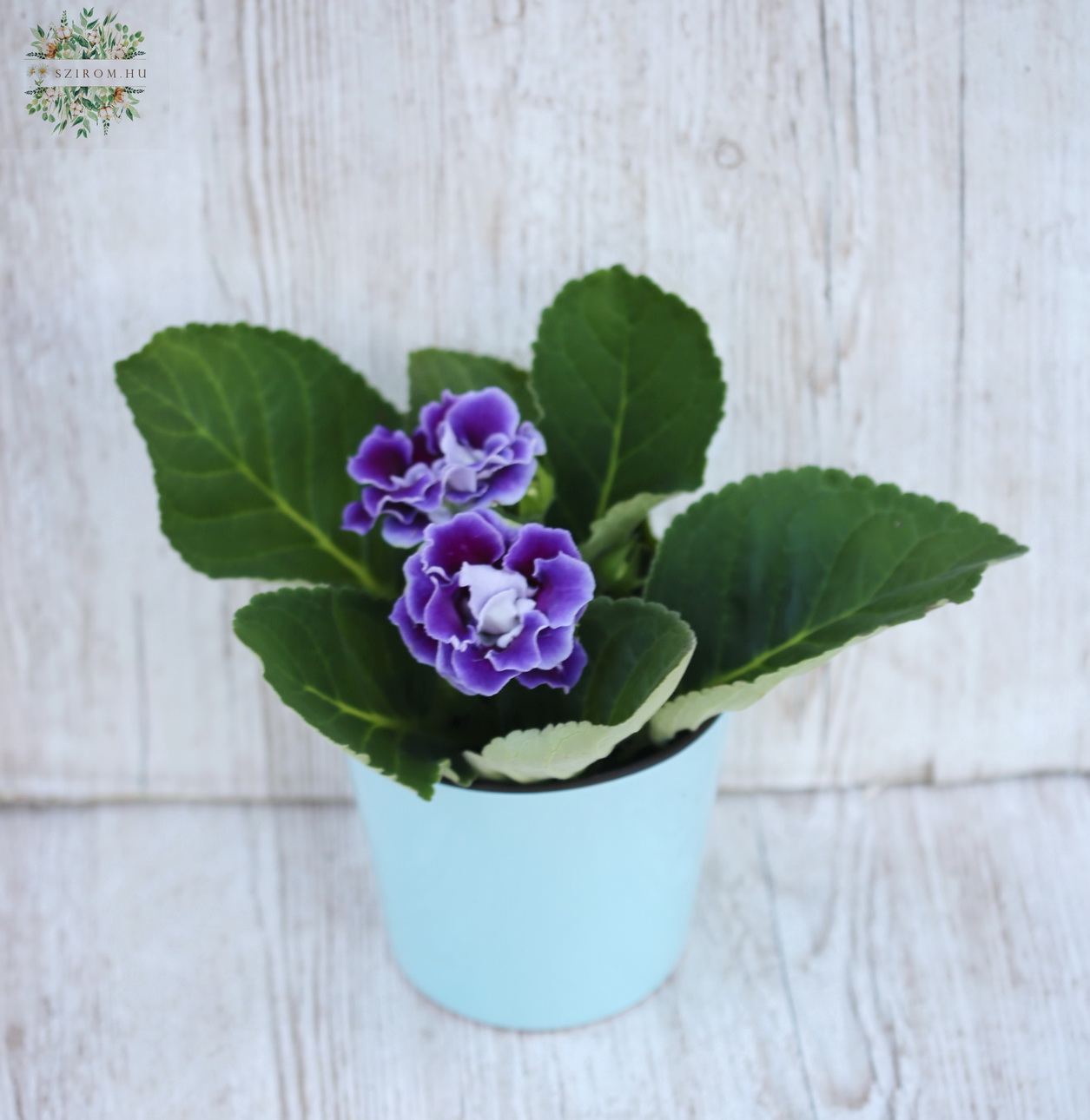 Blumenlieferung nach Budapest - Gloxinia im Tof Sinningia Brocade Blue