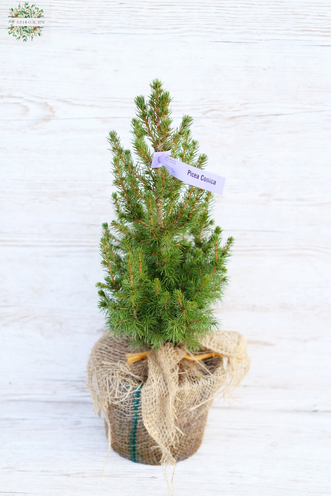 Blumenlieferung nach Budapest - Picea glauca