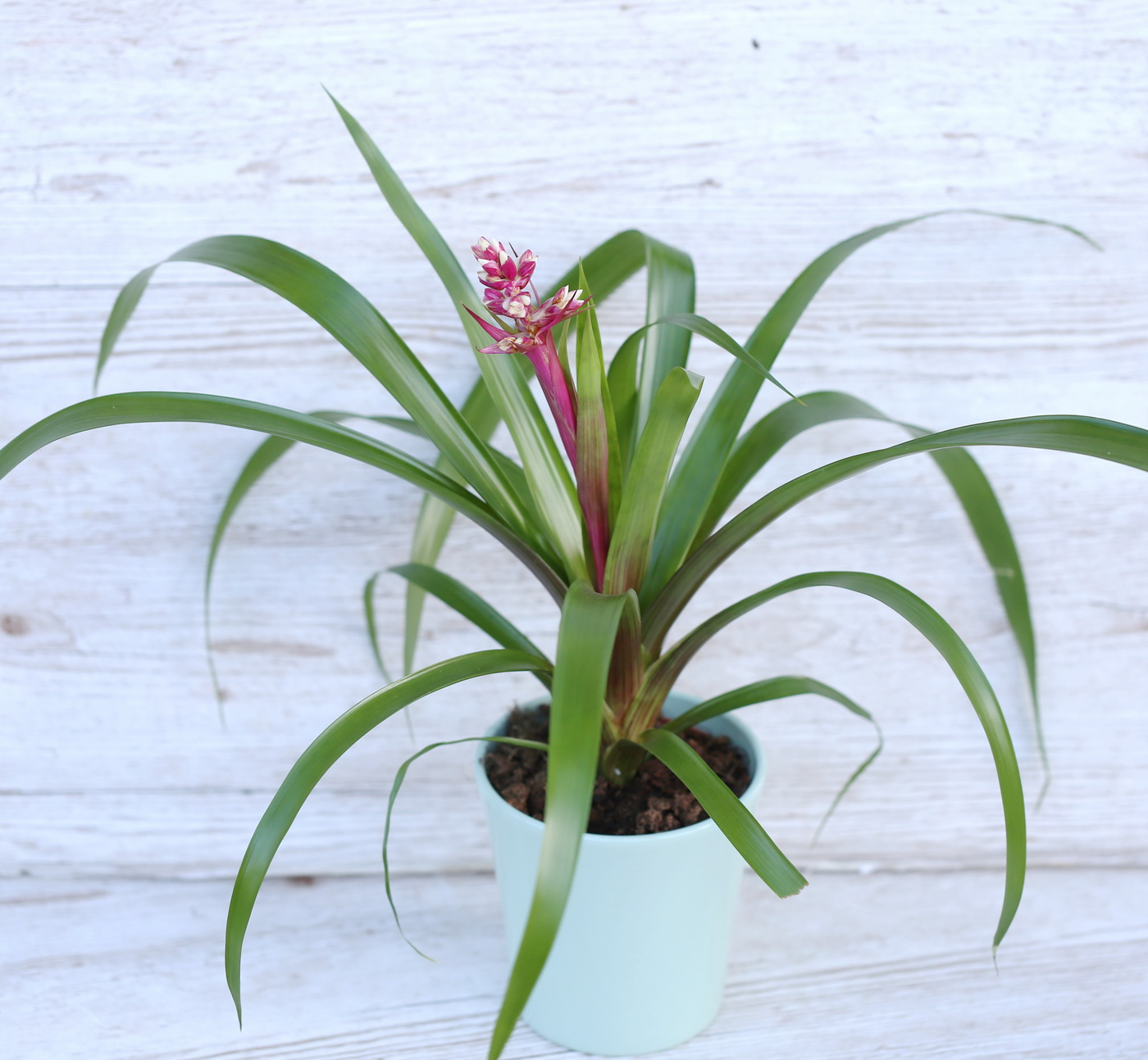 Blumenlieferung nach Budapest - botanical Vriesea sp.