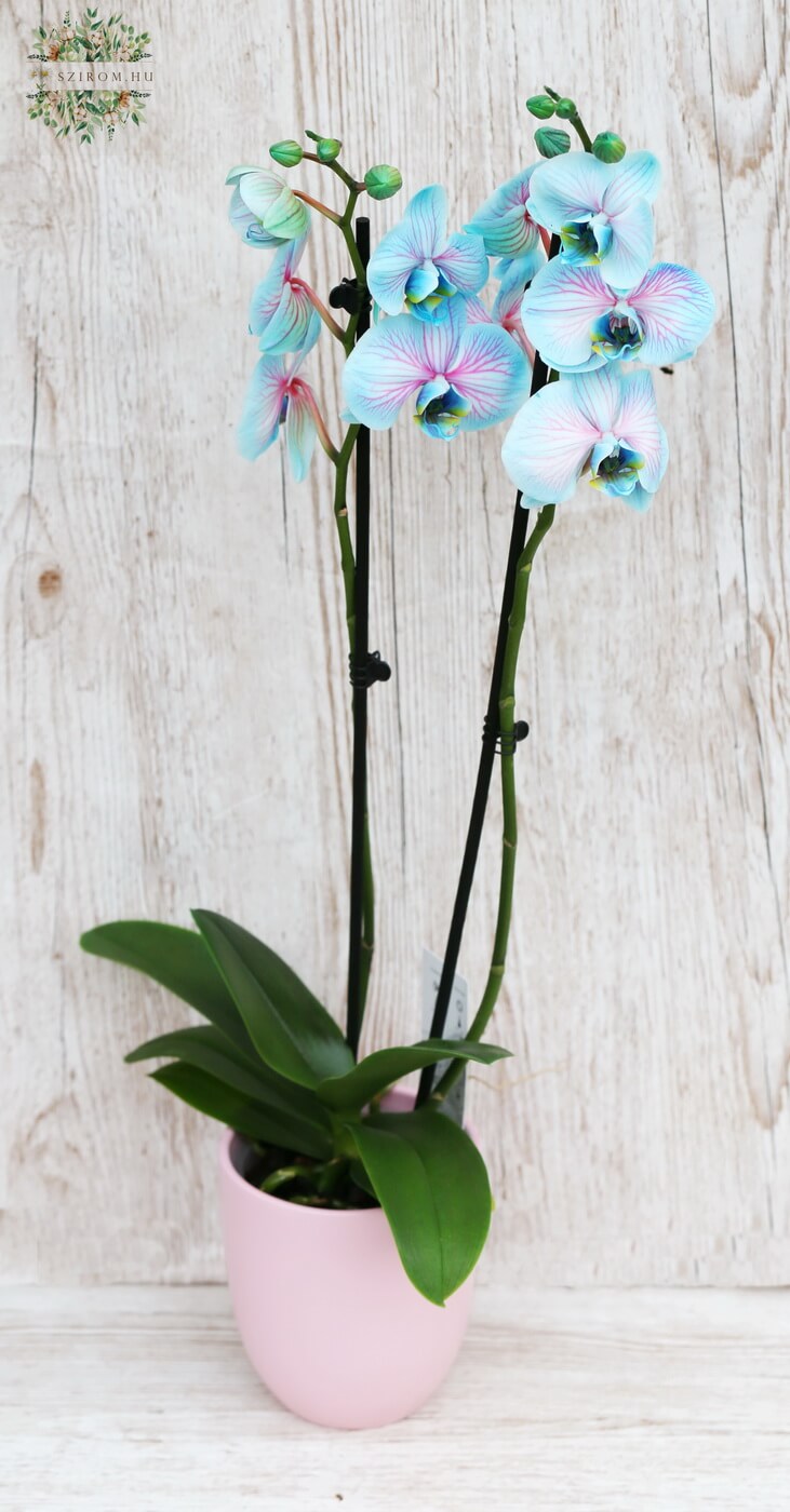 flower delivery Budapest - Phalaenopsis blue orchid with pot