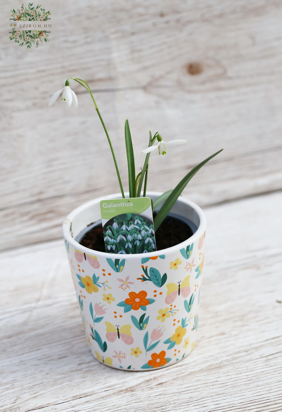 Blumenlieferung nach Budapest - Schneeglöckchen Blume 10cm Gartenpflanze