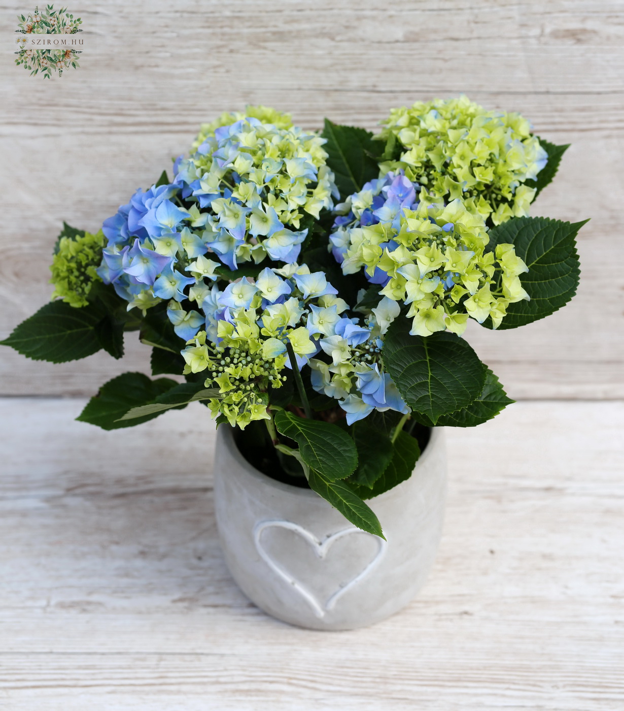 Blumenlieferung nach Budapest - Hortensie mit großem Betontopf, 30 cm hoch