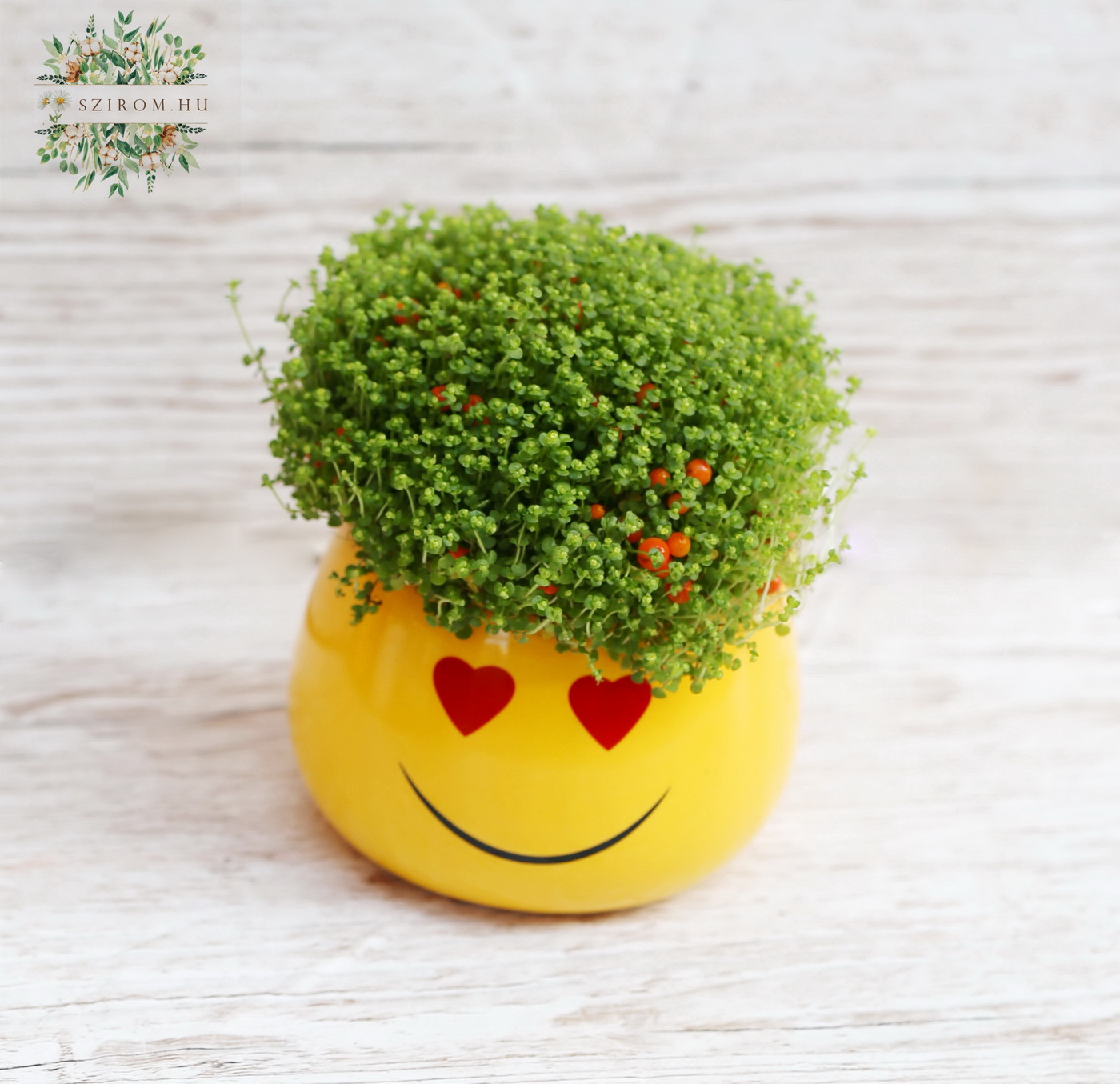 flower delivery Budapest - Smiley pot with Nertera ( 12 cm)