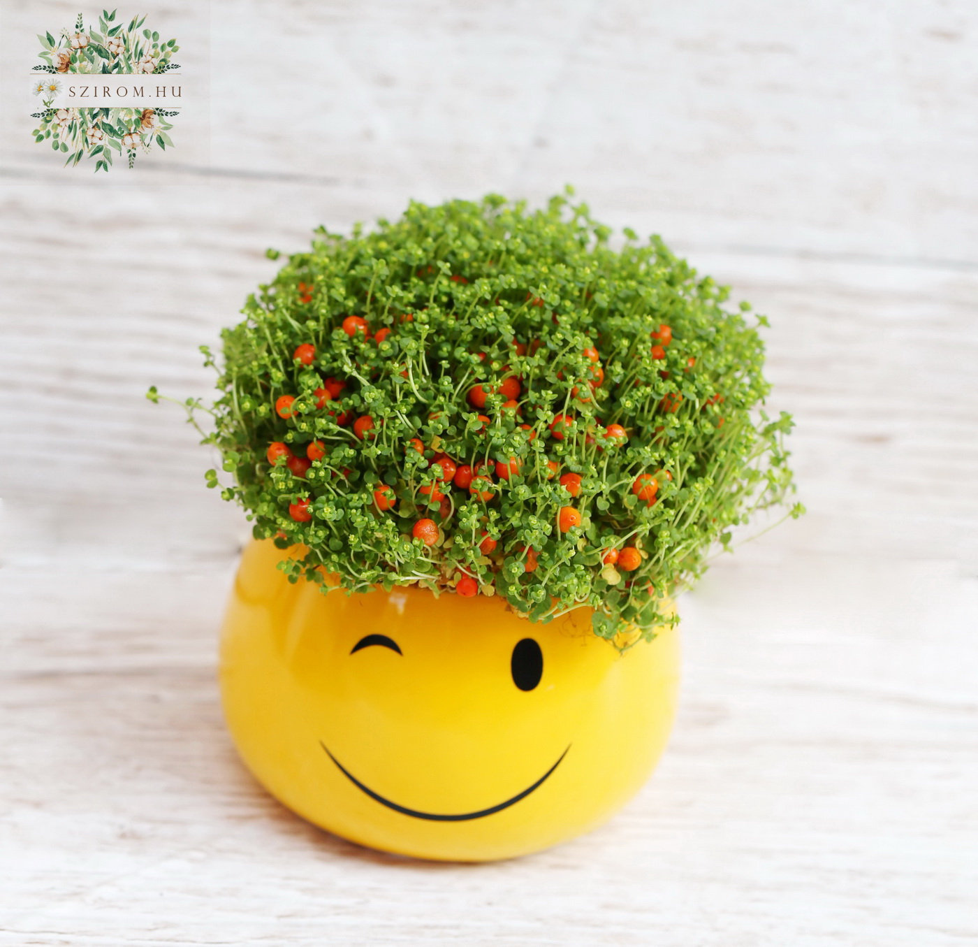 flower delivery Budapest - Smiley pot with Nertera ( 12 cm)