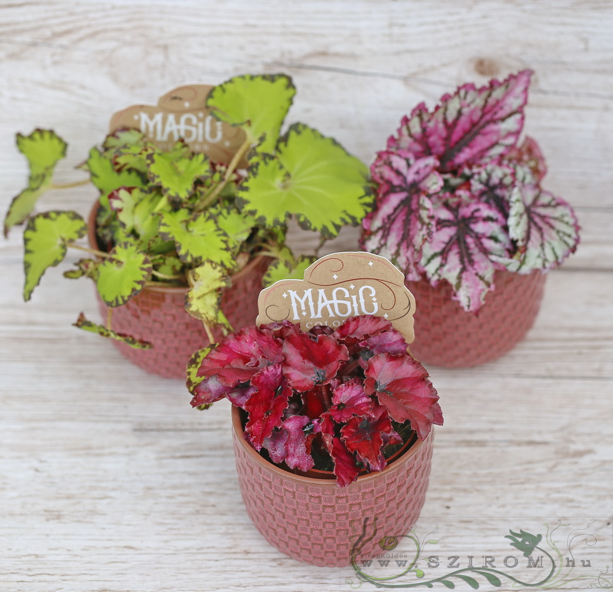 Blumenlieferung nach Budapest - kleine Begonia Rex in verschiedenen Farben im Topf (1St)