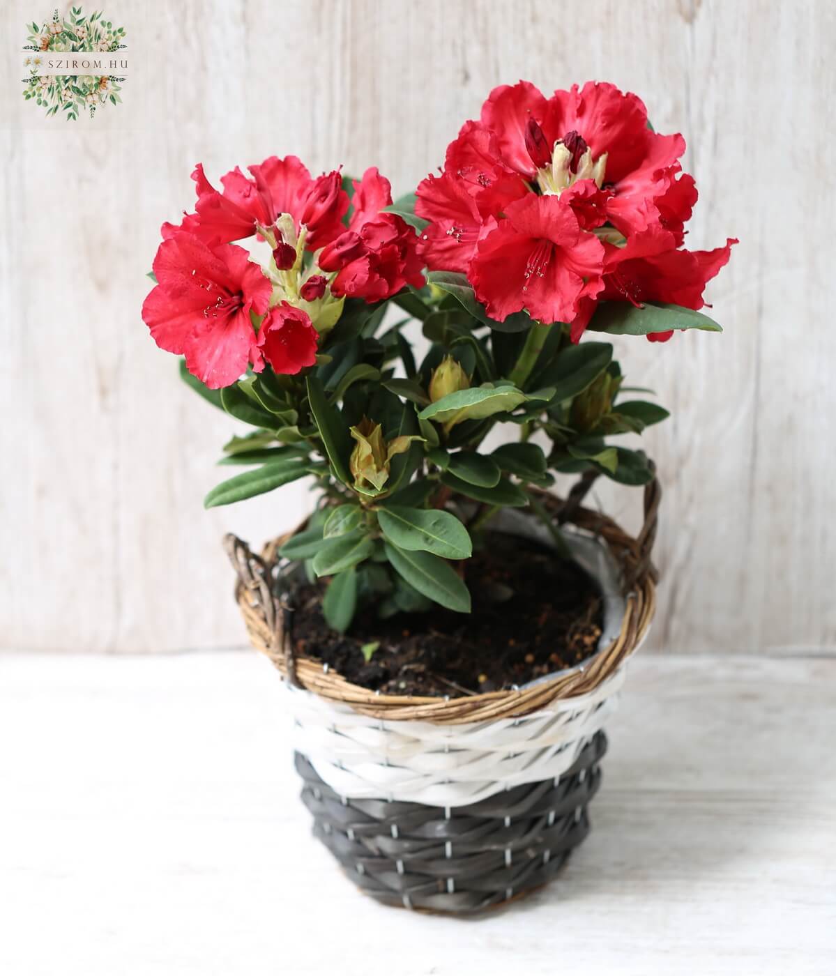 Blumenlieferung nach Budapest -  Rhododendron Red Jack 