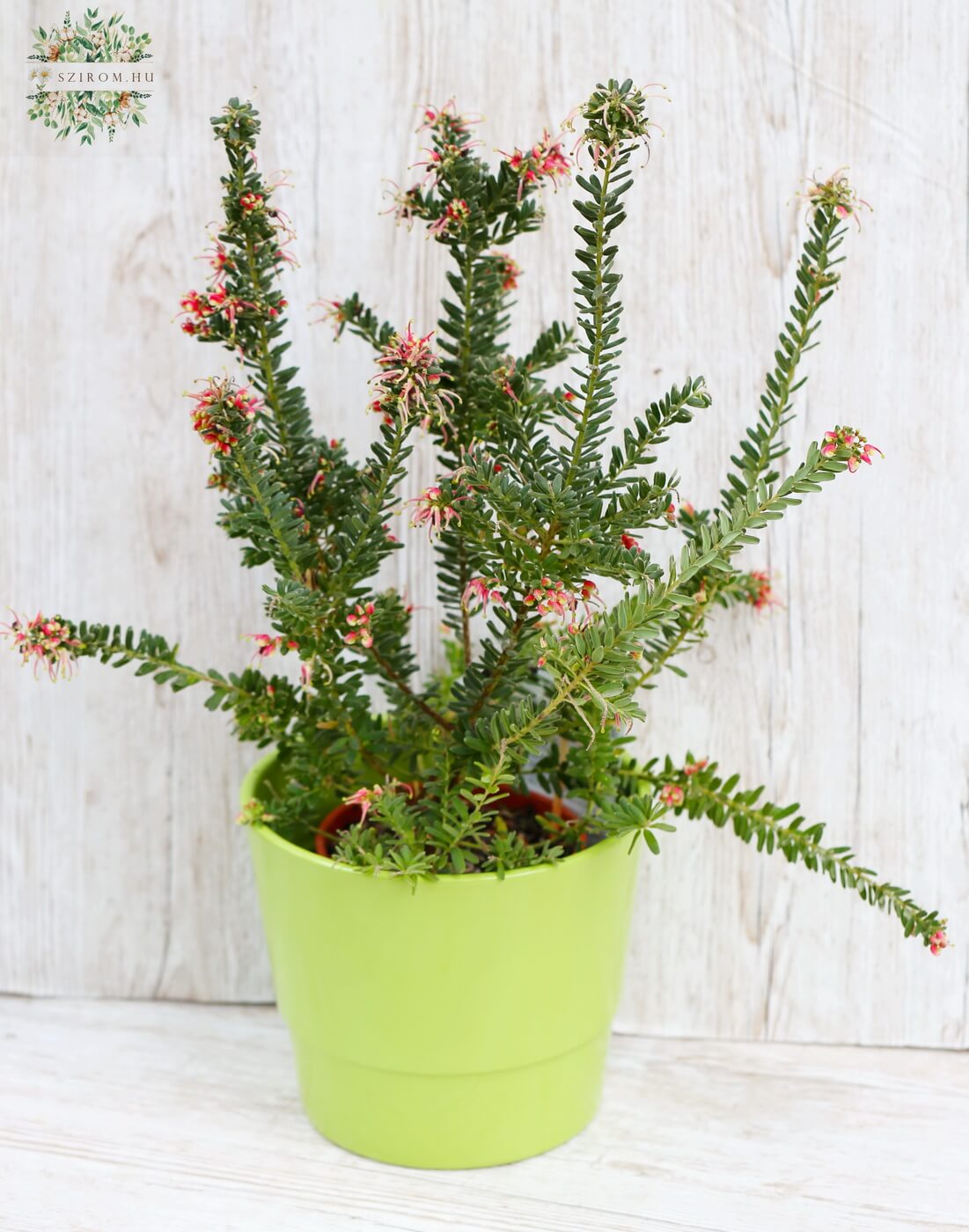 flower delivery Budapest - Grevillea in pot