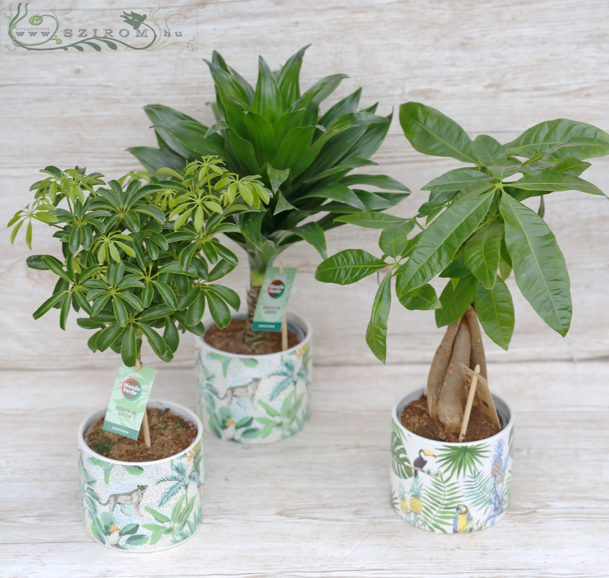 flower delivery Budapest - green plant in jungle designed pot (30cm)