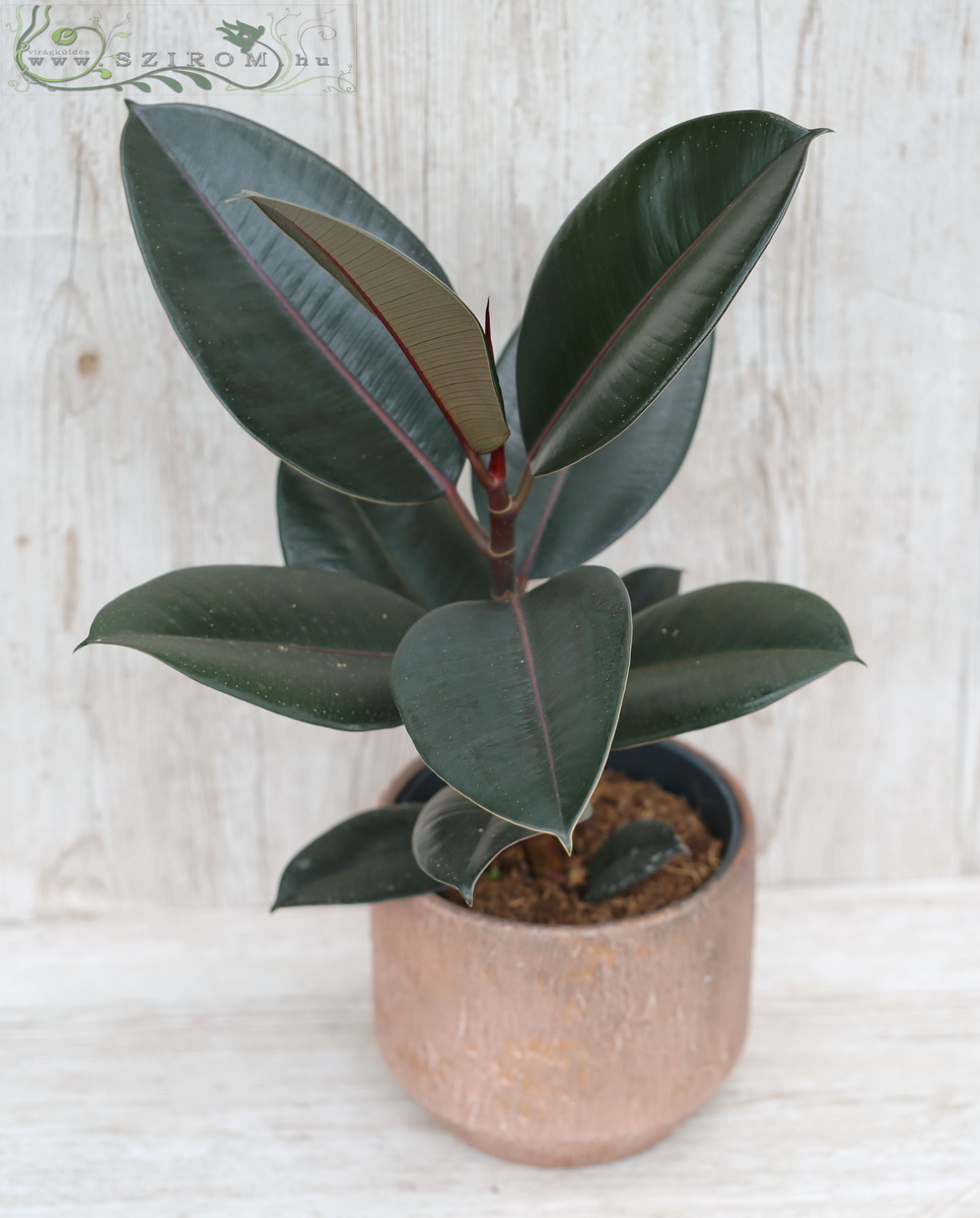 flower delivery Budapest - Ficus elastica Abidjan in pot