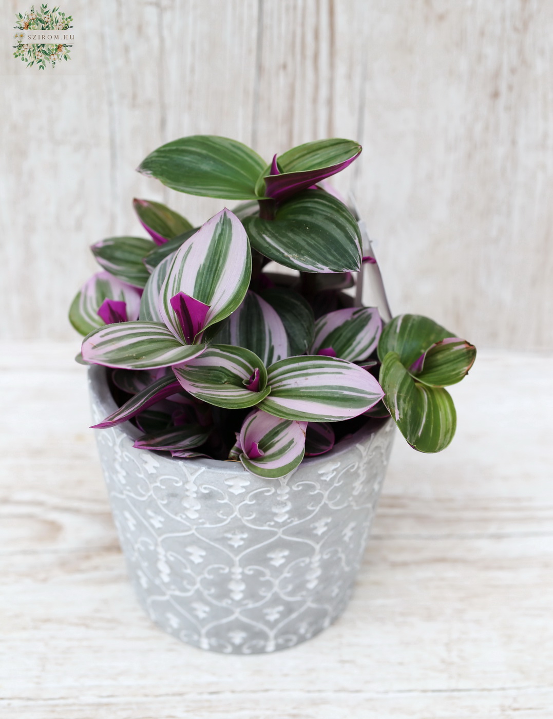 flower delivery Budapest - Tradescantia Nanouk in pot - indoor