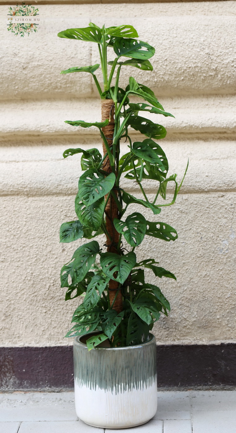 Blumenlieferung nach Budapest -  Monstera Monkey mask 