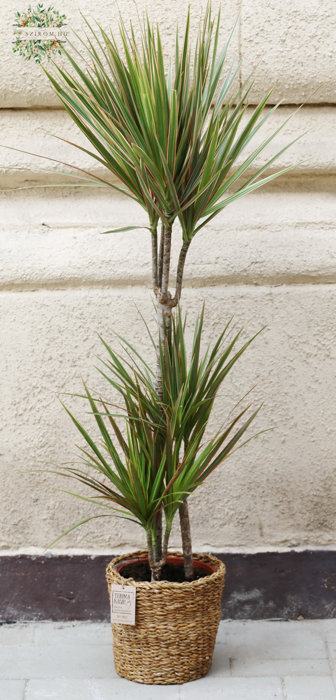 Blumenlieferung nach Budapest - Dracaena Marginata Bicolor im Korb , 130cm