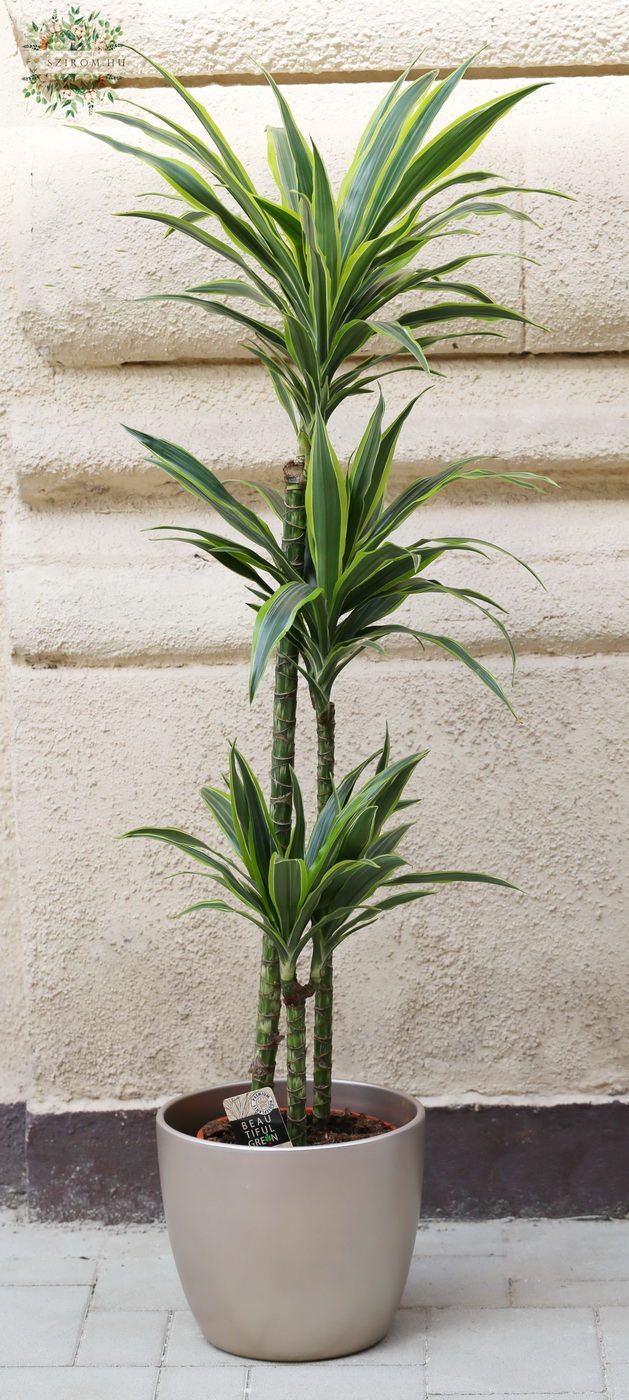 Blumenlieferung nach Budapest - Dracaena deremensis  Lemon Lime mit Topf 140cm