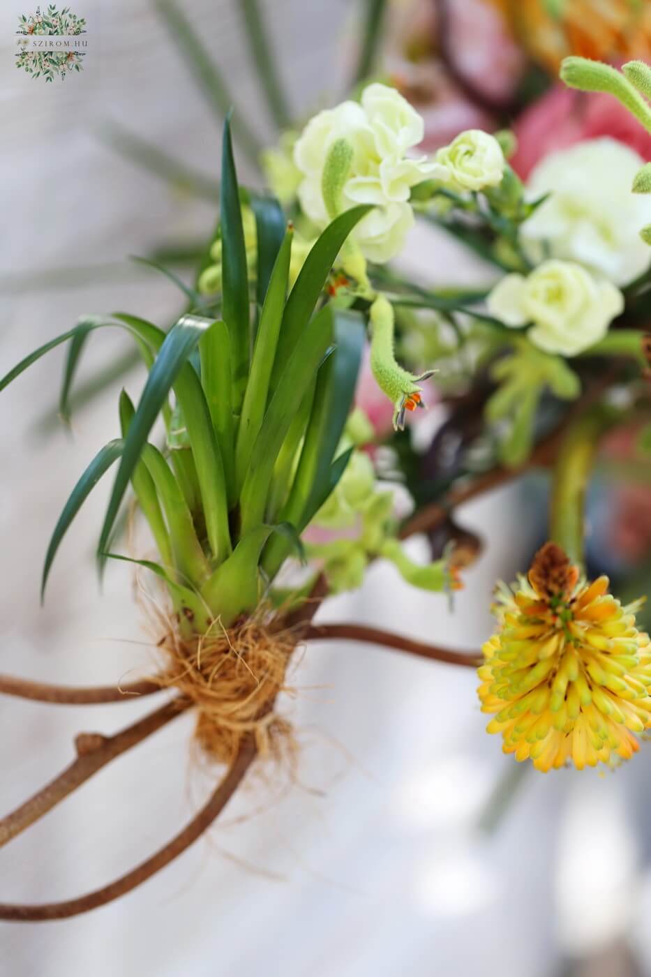 Blumenlieferung nach Budapest - Strauß mit Cocodama flanzen zwischen den Blüten (12 Stiele plus Pflanzen)