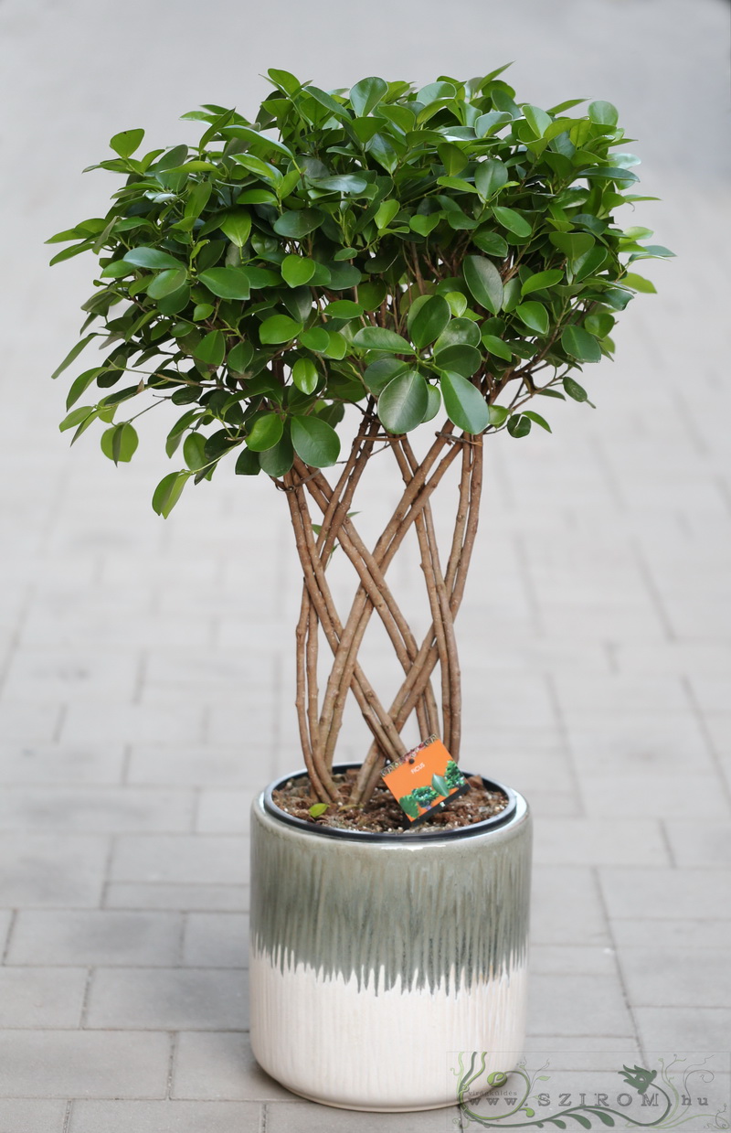 Blumenlieferung nach Budapest - Ficus mit kleinen Blättern mit geflochtenem Stamm (75cm), in grossen Topf