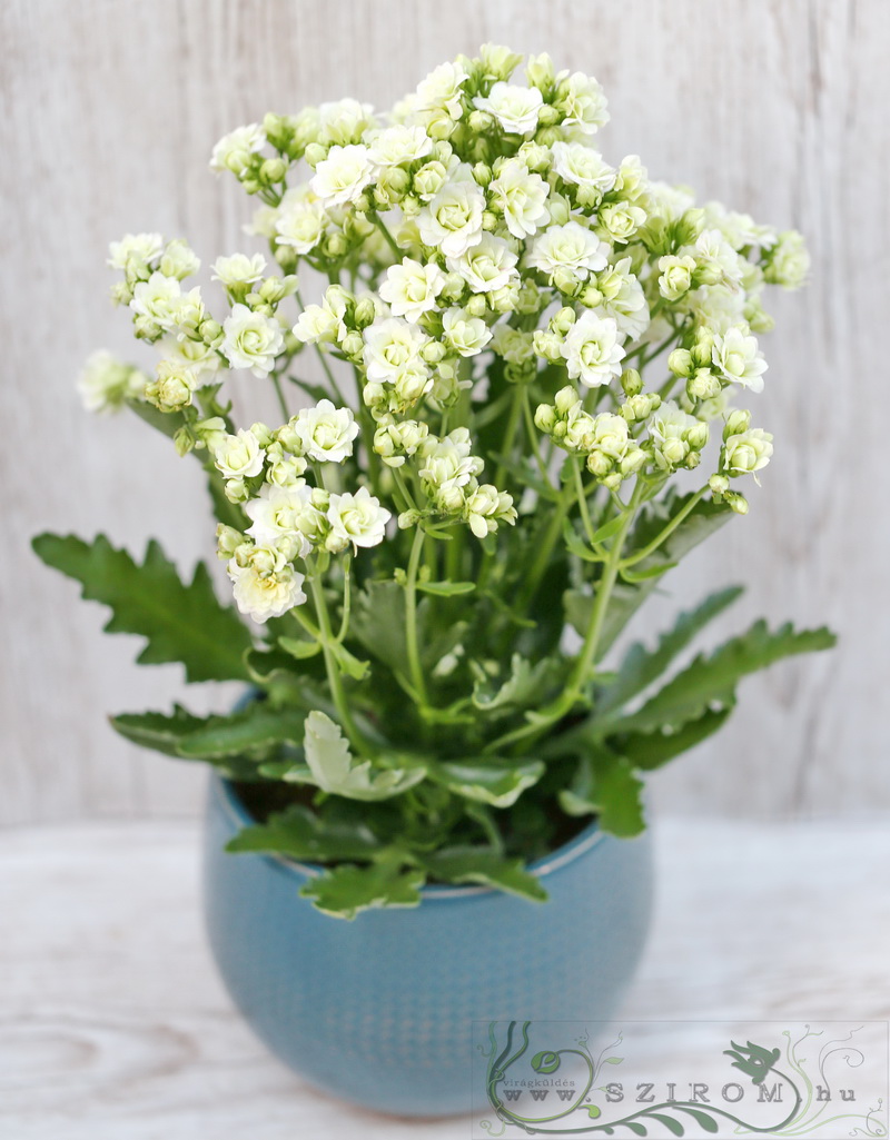 Blumenlieferung nach Budapest - grosser Kalanchoe, weiss (30cm)