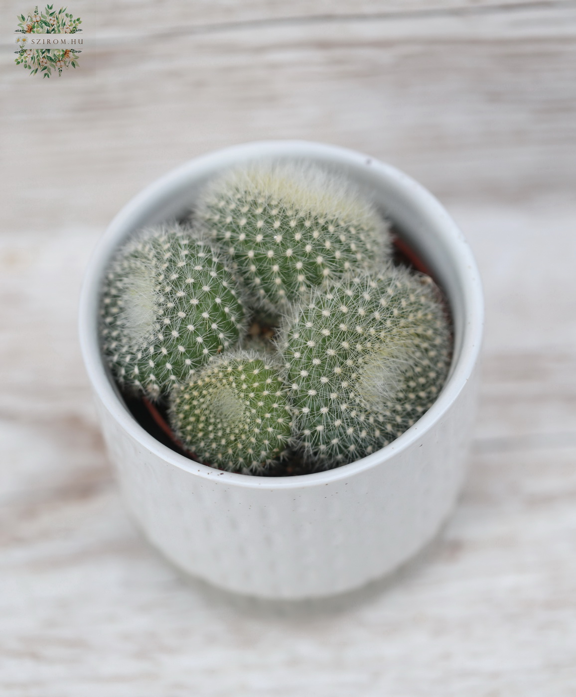 Blumenlieferung nach Budapest - Notocactus Hasselbergii