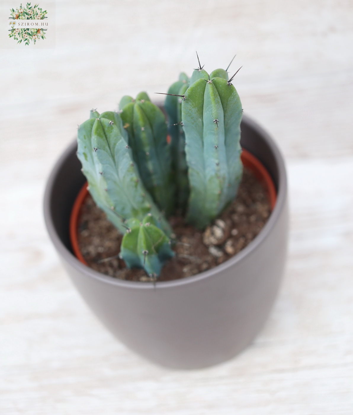 Blumenlieferung nach Budapest - Myrtillocactus geometrisans