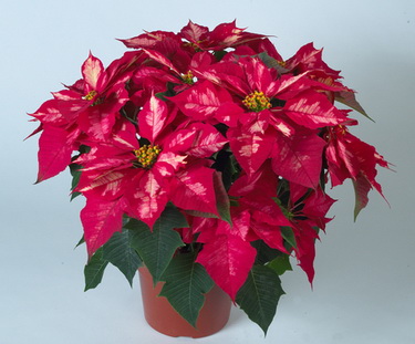 flower delivery Budapest - Euphorbia pulcherrima (Poinsettia) in pot