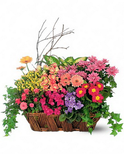 flower delivery Budapest - big blooming plant basket - indoor and outdoor plants