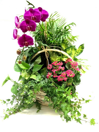 flower delivery Budapest - orchid jungle - indoor plants