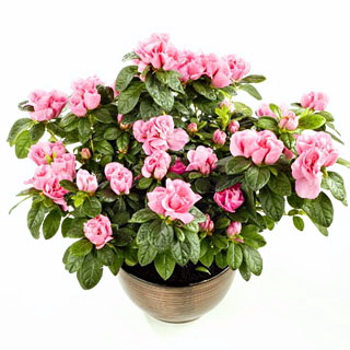 flower delivery Budapest - azalea with ceramic pot - can be kept indoors or outdoors