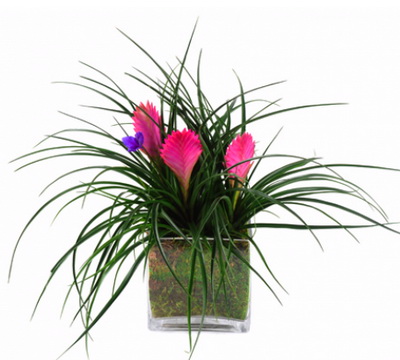 flower delivery Budapest - 3 Tillandsia cyanea in a glass cube - indoor plant