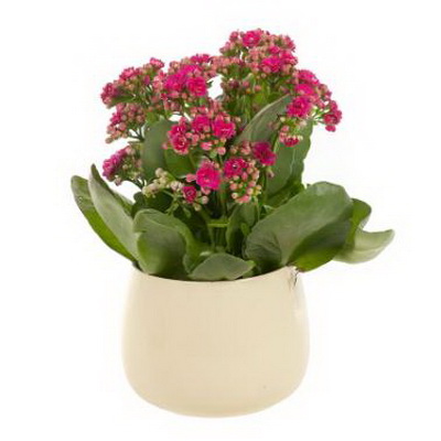 flower delivery Budapest - mini red in ceramic pot - indoor plant