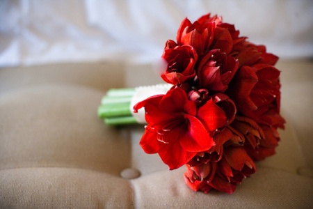 flower delivery Budapest - red dream of amaryllis (7 stems)