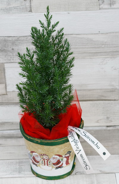 flower delivery Budapest - Pine in wooden pot (30cm) - outdoor plant