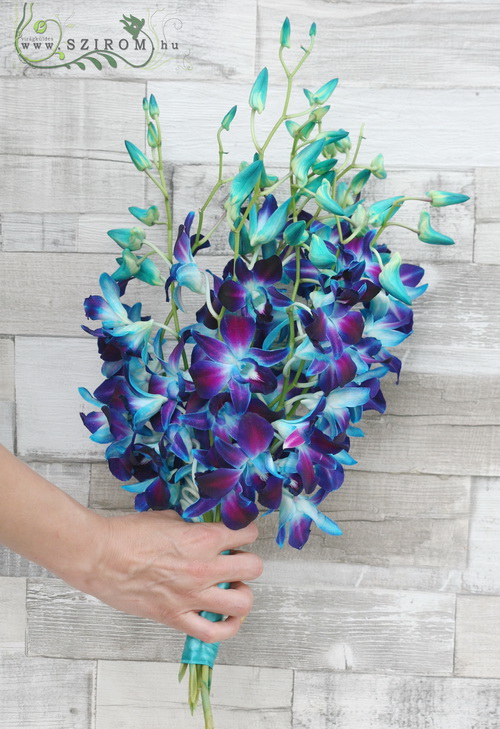 Blumenlieferung nach Budapest - Blaue Dendrobium Orchideen (10 Stiele) 