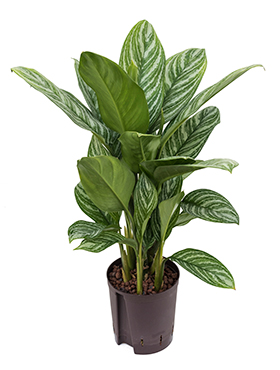 flower delivery Budapest - Aglaonema Stripes with pot (p: 24cm, h: 80cm) - indoor plant
