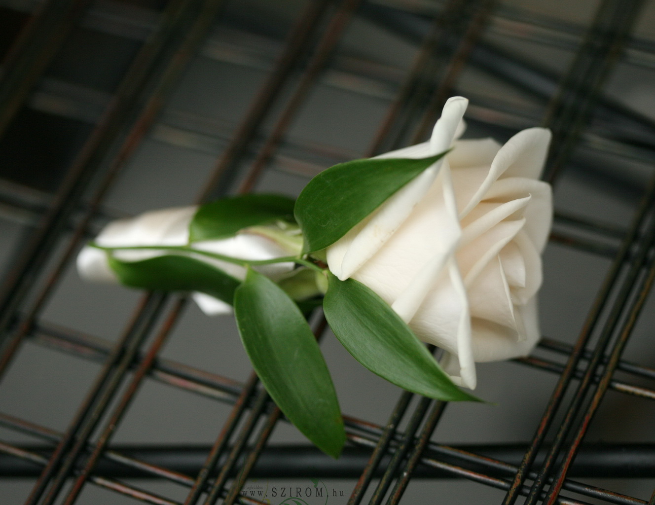 Vőlegény kitűző rózsából (fehér)