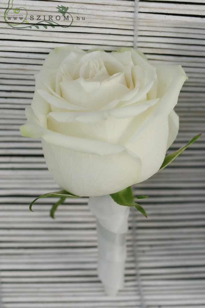 Vőlegény kitűző rózsából (fehér)