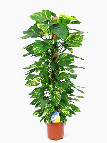 flower delivery Budapest - Epipremnum moss with pot (p:27, h:150cm) - indoor plant