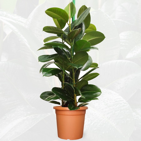 flower delivery Budapest - Ficus robusta in pot (p:27cm, h:100cm) - indoor plant